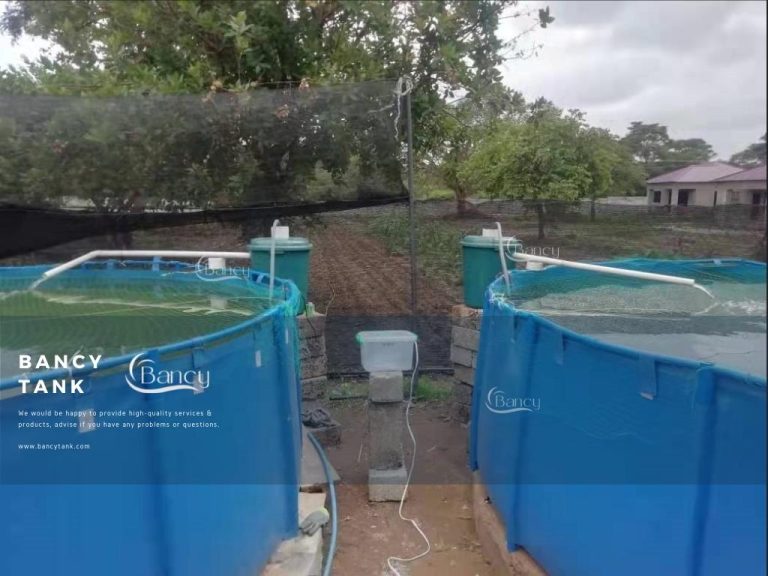 Zambia Customer Tilapia Farming in Tanks Bancytank