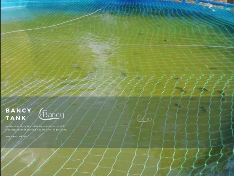 Zambia Customer Tilapia Farming in Tanks Bancytank